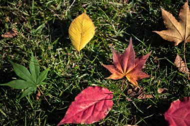 Renkli çeşitli Sonbahar yere yaprakları düştü. arazi kurutulmuş yaprak örtüsü yüzeyi. yakın çekim, yukarıdan üst görünüm, çok renkli güzel mevsimsel konsept arka planlar
