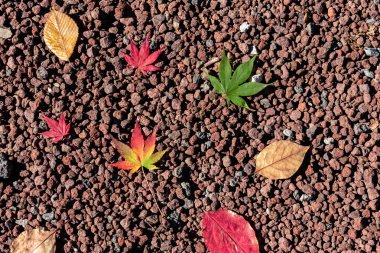 Renkli çeşitli Sonbahar yere yaprakları düştü. arazi kurutulmuş yaprak örtüsü yüzeyi. yakın çekim, yukarıdan üst görünüm, çok renkli güzel mevsimsel konsept arka planlar
