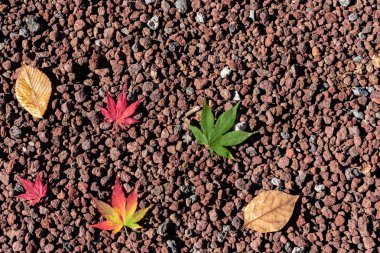 Renkli çeşitli Sonbahar yere yaprakları düştü. arazi kurutulmuş yaprak örtüsü yüzeyi. yakın çekim, yukarıdan üst görünüm, çok renkli güzel mevsimsel konsept arka planlar