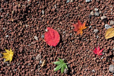 Renkli çeşitli Sonbahar yere yaprakları düştü. arazi kurutulmuş yaprak örtüsü yüzeyi. yakın çekim, yukarıdan üst görünüm, çok renkli güzel mevsimsel konsept arka planlar