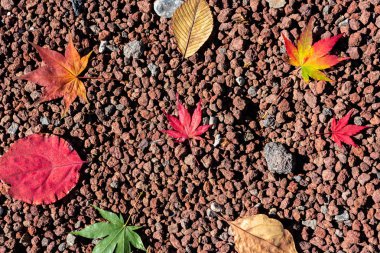 Renkli çeşitli Sonbahar yere yaprakları düştü. arazi kurutulmuş yaprak örtüsü yüzeyi. yakın çekim, yukarıdan üst görünüm, çok renkli güzel mevsimsel konsept arka planlar