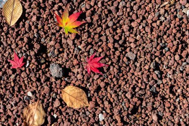 Renkli çeşitli Sonbahar yere yaprakları düştü. arazi kurutulmuş yaprak örtüsü yüzeyi. yakın çekim, yukarıdan üst görünüm, çok renkli güzel mevsimsel konsept arka planlar