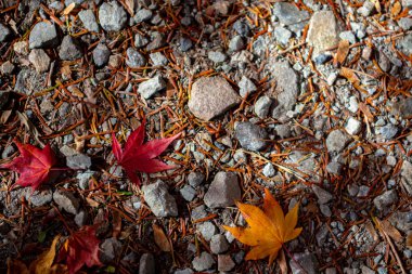 Renkli çeşitli Sonbahar yere yaprakları düştü. arazi kurutulmuş yaprak örtüsü yüzeyi. yakın çekim, yukarıdan üst görünüm, çok renkli güzel mevsimsel konsept arka planlar
