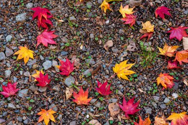 Renkli çeşitli Sonbahar yere yaprakları düştü. arazi kurutulmuş yaprak örtüsü yüzeyi. yakın çekim, yukarıdan üst görünüm, çok renkli güzel mevsimsel konsept arka planlar