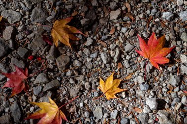 Renkli çeşitli Sonbahar yere yaprakları düştü. arazi kurutulmuş yaprak örtüsü yüzeyi. yakın çekim, yukarıdan üst görünüm, çok renkli güzel mevsimsel konsept arka planlar
