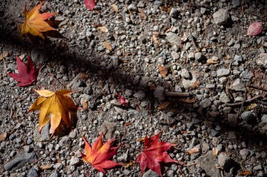 Renkli çeşitli Sonbahar yere yaprakları düştü. arazi kurutulmuş yaprak örtüsü yüzeyi. yakın çekim, yukarıdan üst görünüm, çok renkli güzel mevsimsel konsept arka planlar
