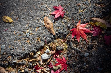 Renkli çeşitli Sonbahar yere yaprakları düştü. arazi kurutulmuş yaprak örtüsü yüzeyi. yakın çekim, yukarıdan üst görünüm, çok renkli güzel mevsimsel konsept arka planlar