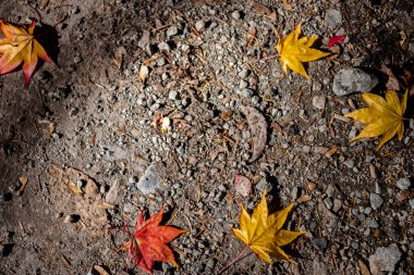 Renkli çeşitli Sonbahar yere yaprakları düştü. arazi kurutulmuş yaprak örtüsü yüzeyi. yakın çekim, yukarıdan üst görünüm, çok renkli güzel mevsimsel konsept arka planlar