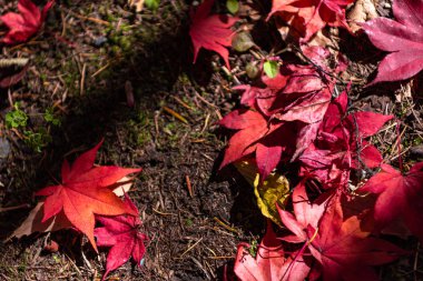 Renkli çeşitli Sonbahar yere yaprakları düştü. arazi kurutulmuş yaprak örtüsü yüzeyi. yakın çekim, yukarıdan üst görünüm, çok renkli güzel mevsimsel konsept arka planlar