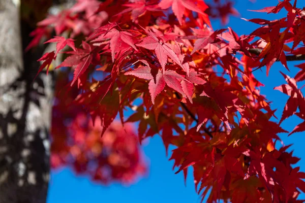 güneşli bir günde yakın çekim renkli sonbahar yaprakları. güzel sonbahar manzara arka plan