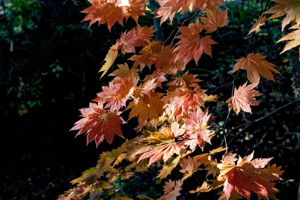 Primer plano colorido follaje de otoño en el día soleado. hermoso paisaje de otoño fondo — Foto de Stock