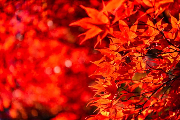 güneşli bir günde yakın çekim renkli sonbahar yaprakları. güzel sonbahar manzara arka plan