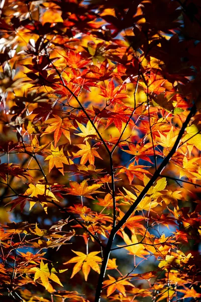 Primer plano colorido follaje de otoño en el día soleado. hermoso paisaje de otoño fondo — Foto de Stock