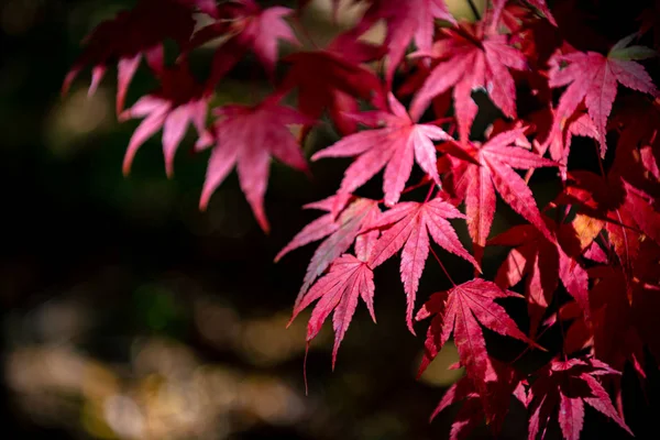 güneşli bir günde yakın çekim renkli sonbahar yaprakları. güzel sonbahar manzara arka plan