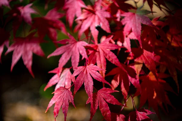 güneşli bir günde yakın çekim renkli sonbahar yaprakları. güzel sonbahar manzara arka plan