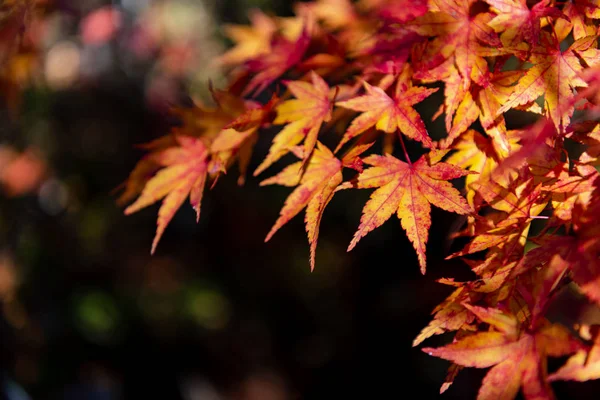 Primer plano colorido follaje de otoño en el día soleado. hermoso paisaje de otoño fondo — Foto de Stock