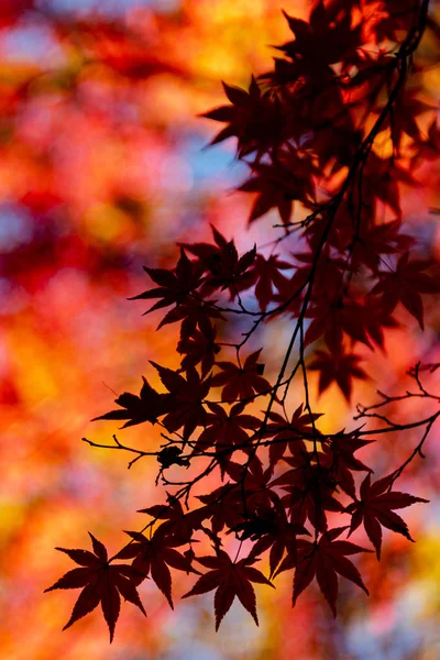 Close-up colorful fall foliage in sunny day. beautiful autumn landscape background — Stock Photo, Image
