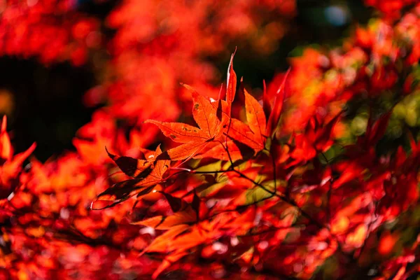 特写五颜六色的秋叶在阳光明媚的日子。美丽的秋季景观背景 — 图库照片