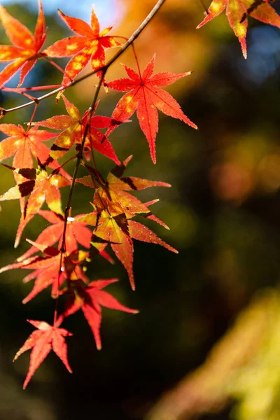 Primer plano colorido follaje de otoño en el día soleado. hermoso paisaje de otoño fondo — Foto de Stock