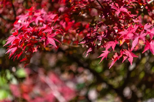 güneşli bir günde yakın çekim renkli sonbahar yaprakları. güzel sonbahar manzara arka plan