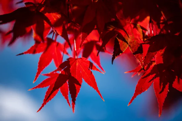 Primer plano colorido follaje de otoño en el día soleado. hermoso paisaje de otoño fondo — Foto de Stock