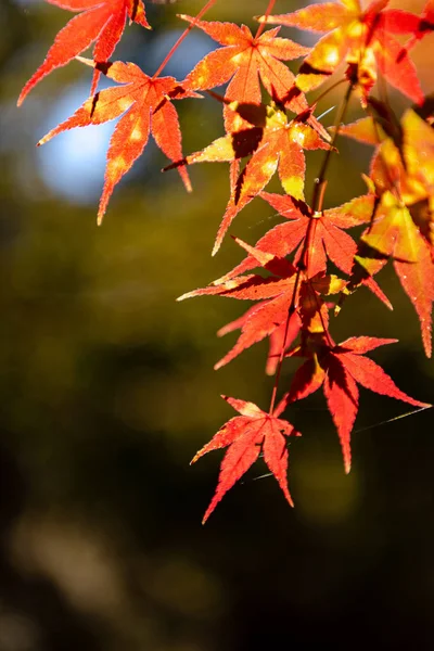 Primer plano colorido follaje de otoño en el día soleado. hermoso paisaje de otoño fondo — Foto de Stock