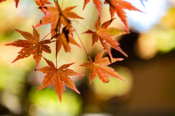 Primer plano colorido follaje de otoño en el día soleado. hermoso paisaje de otoño fondo — Foto de Stock