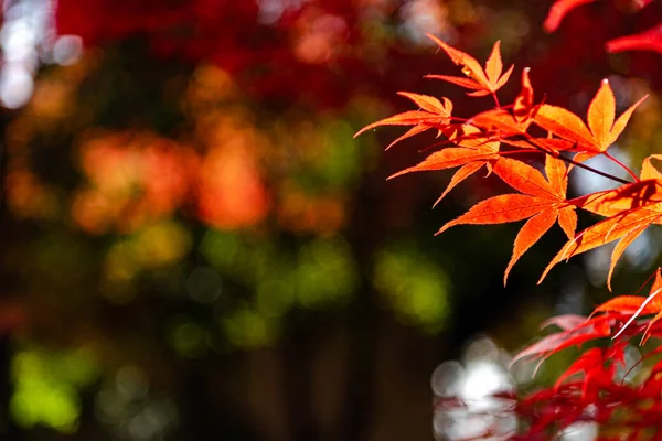 güneşli bir günde yakın çekim renkli sonbahar yaprakları. güzel sonbahar manzara arka plan