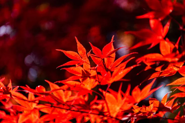 Primer plano colorido follaje de otoño en el día soleado. hermoso paisaje de otoño fondo — Foto de Stock