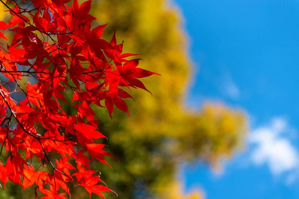 güneşli bir günde yakın çekim renkli sonbahar yaprakları. güzel sonbahar manzara arka plan