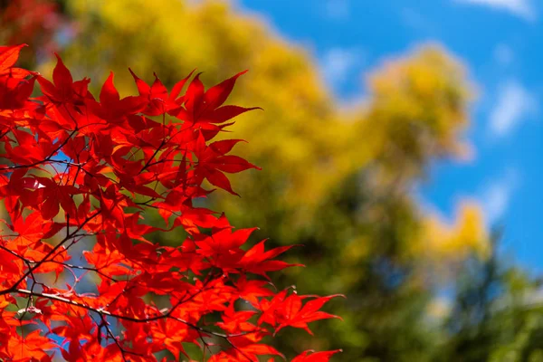 Крупный план красочные осенние листья в солнечный день. красивый осенний пейзаж — стоковое фото