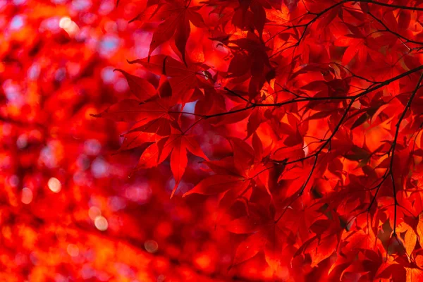 Close-up kleurrijke herfst bladeren in zonnige dag. prachtige herfst landschap achtergrond — Stockfoto