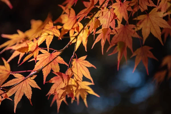 Primer plano colorido follaje de otoño en el día soleado. hermoso paisaje de otoño fondo — Foto de Stock