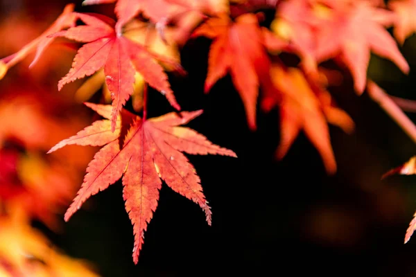Close-up folhagem queda colorida em dia ensolarado. belo outono paisagem fundo — Fotografia de Stock