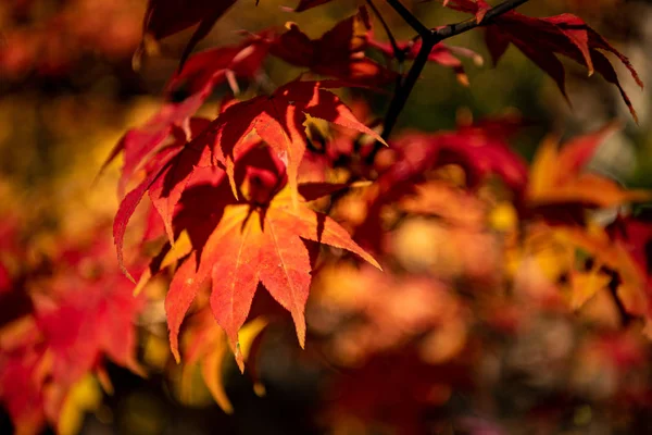 güneşli bir günde yakın çekim renkli sonbahar yaprakları. güzel sonbahar manzara arka plan