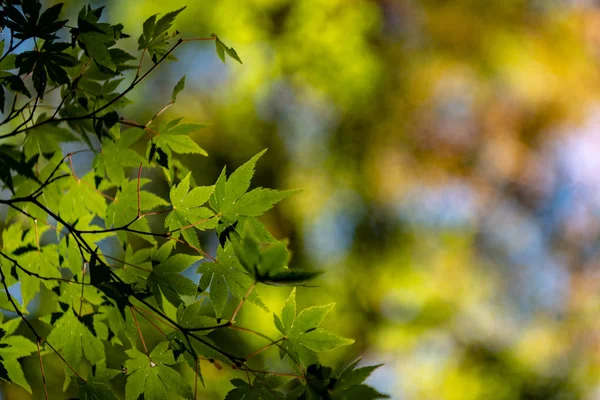 güneşli bir günde yakın çekim renkli sonbahar yaprakları. güzel sonbahar manzara arka plan