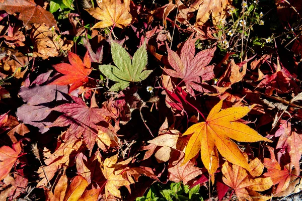 Farbenfrohe Herbstblätter auf dem Boden. getrocknetes Laub bedeckt die Oberfläche des Landes. Nahaufnahme, Draufsicht von oben, bunte, schöne saisonale Konzepthintergründe — Stockfoto