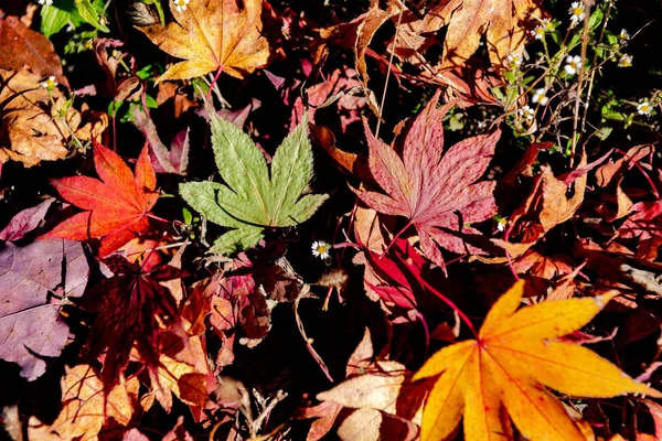 Colorido varias hojas caídas de otoño en el suelo. cubierta de hojas secas superficie de la tierra. primer plano, vista superior desde arriba, multicolor hermosos fondos de concepto estacional — Foto de Stock