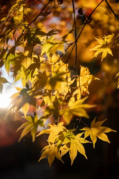 Close-up colorful fall foliage in sunny day. beautiful autumn landscape background — Stock Photo, Image