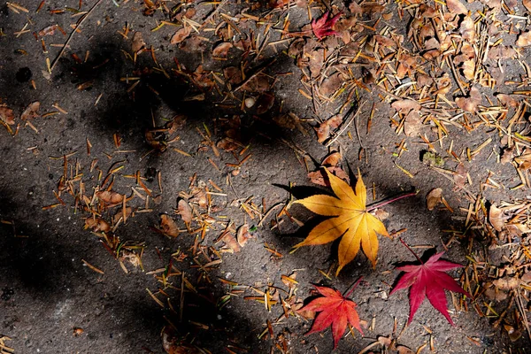 Coloré diverses feuilles tombées d'automne sur le sol. couverture foliaire séchée surface de la terre. gros plan, vue de dessus d'en haut, multicolore beau concept saisonnier décors — Photo