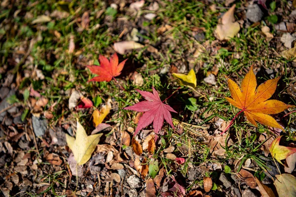 Renkli çeşitli Sonbahar yere yaprakları düştü. arazi kurutulmuş yaprak örtüsü yüzeyi. yakın çekim, yukarıdan üst görünüm, çok renkli güzel mevsimsel konsept arka planlar