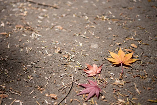 Renkli çeşitli Sonbahar yere yaprakları düştü. arazi kurutulmuş yaprak örtüsü yüzeyi. yakın çekim, yukarıdan üst görünüm, çok renkli güzel mevsimsel konsept arka planlar