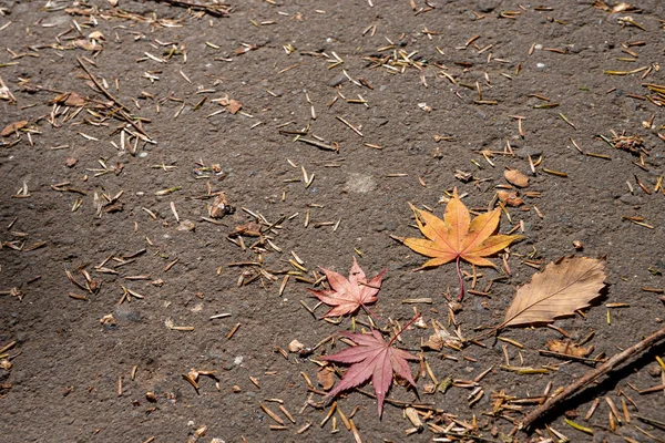 Renkli çeşitli Sonbahar yere yaprakları düştü. arazi kurutulmuş yaprak örtüsü yüzeyi. yakın çekim, yukarıdan üst görünüm, çok renkli güzel mevsimsel konsept arka planlar