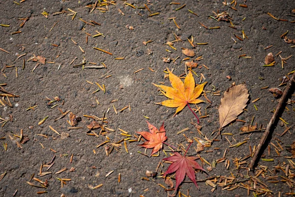 Renkli çeşitli Sonbahar yere yaprakları düştü. arazi kurutulmuş yaprak örtüsü yüzeyi. yakın çekim, yukarıdan üst görünüm, çok renkli güzel mevsimsel konsept arka planlar