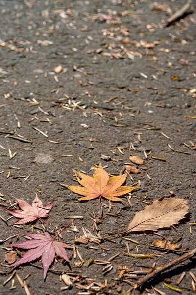 Colorido varias hojas caídas de otoño en el suelo. cubierta de hojas secas superficie de la tierra. primer plano, vista superior desde arriba, multicolor hermosos fondos de concepto estacional — Foto de Stock