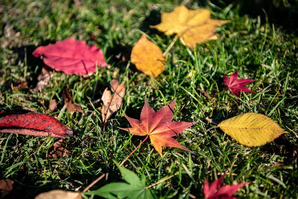 Farbenfrohe Herbstblätter auf dem Boden. getrocknetes Laub bedeckt die Oberfläche des Landes. Nahaufnahme, Draufsicht von oben, bunte, schöne saisonale Konzepthintergründe — Stockfoto