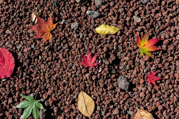 Renkli çeşitli Sonbahar yere yaprakları düştü. arazi kurutulmuş yaprak örtüsü yüzeyi. yakın çekim, yukarıdan üst görünüm, çok renkli güzel mevsimsel konsept arka planlar