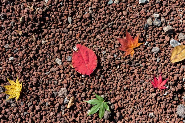 Renkli çeşitli Sonbahar yere yaprakları düştü. arazi kurutulmuş yaprak örtüsü yüzeyi. yakın çekim, yukarıdan üst görünüm, çok renkli güzel mevsimsel konsept arka planlar