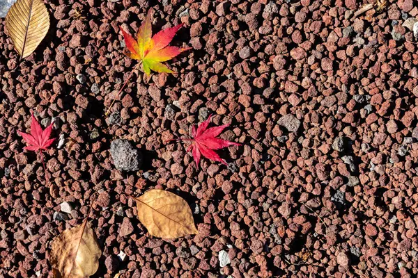 Renkli çeşitli Sonbahar yere yaprakları düştü. arazi kurutulmuş yaprak örtüsü yüzeyi. yakın çekim, yukarıdan üst görünüm, çok renkli güzel mevsimsel konsept arka planlar
