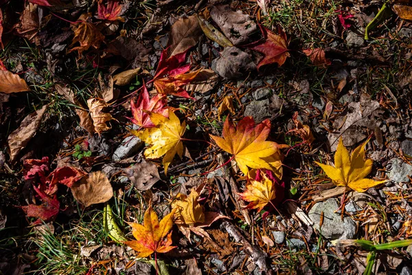 Colorido varias hojas caídas de otoño en el suelo. cubierta de hojas secas superficie de la tierra. primer plano, vista superior desde arriba, multicolor hermosos fondos de concepto estacional — Foto de Stock